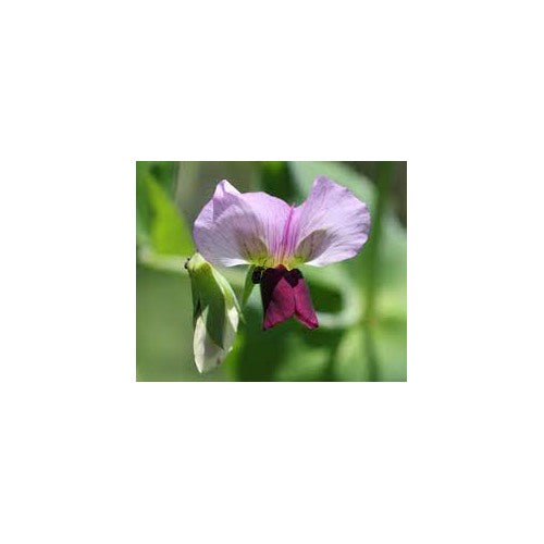 Pisum Sativum Flower Seeds for Planting [neera-v5-821573a1c39d17154b84]