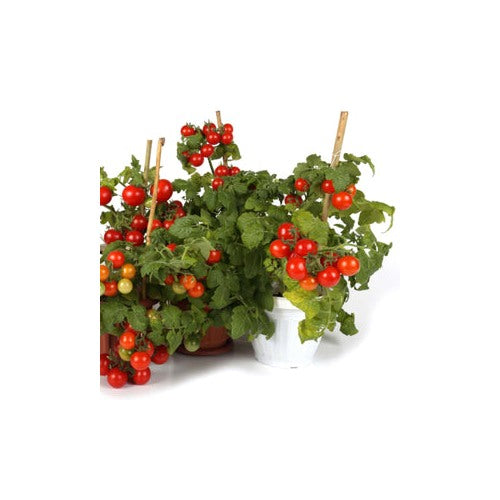 Tiny Tim Tomato Seeds for Planting | Heirloom, Non-GMO, High Germination Organic Garden Seeds [neera-v5-8234f4d000e94f61b47b]