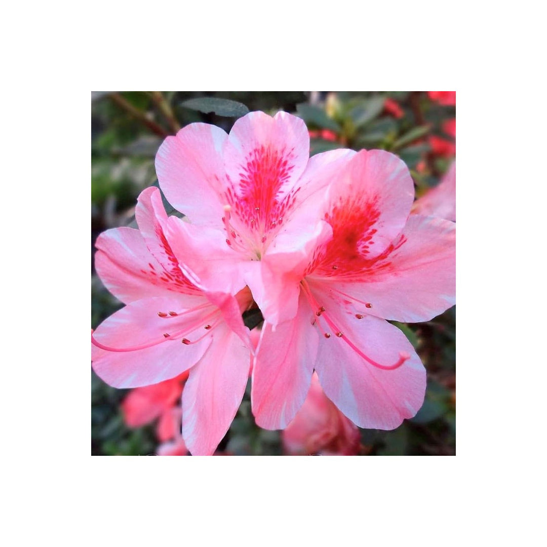Azalea Rare Perennial Flower For Garden Flower Seeds for Home Garden Planting, Fragrant Organic [neera-v5-8244112a7176267966c4]