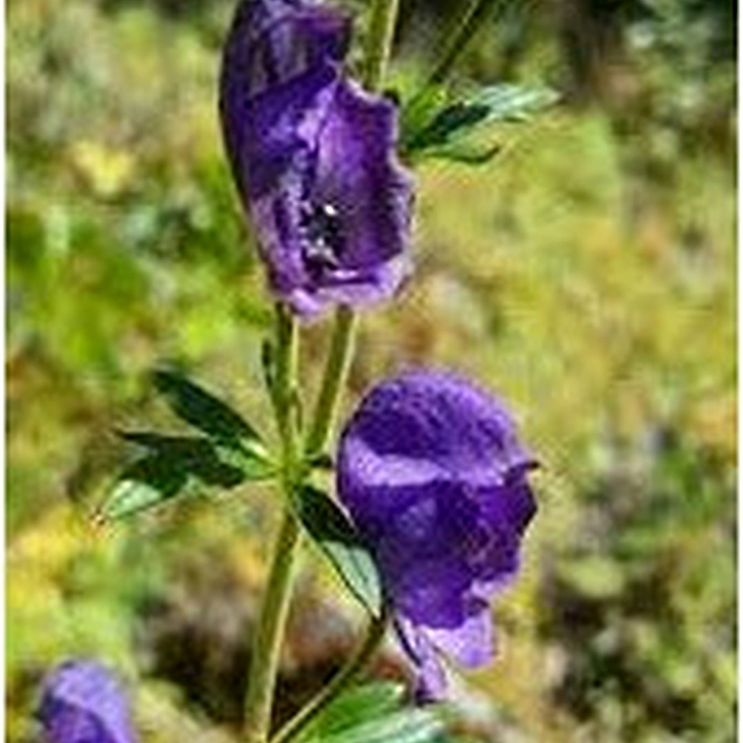 Heirloom Blue Aconitum Napellus Flower Seeds for Planting [neera-v5-824ec96e6171fd964d4b]