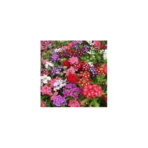 Verbena Dwarf Mix Flower For Planting Non Gmo Flower Seeds for Home Garden Planting, Decorative [neera-v5-825eeb1e753100f65fe3]