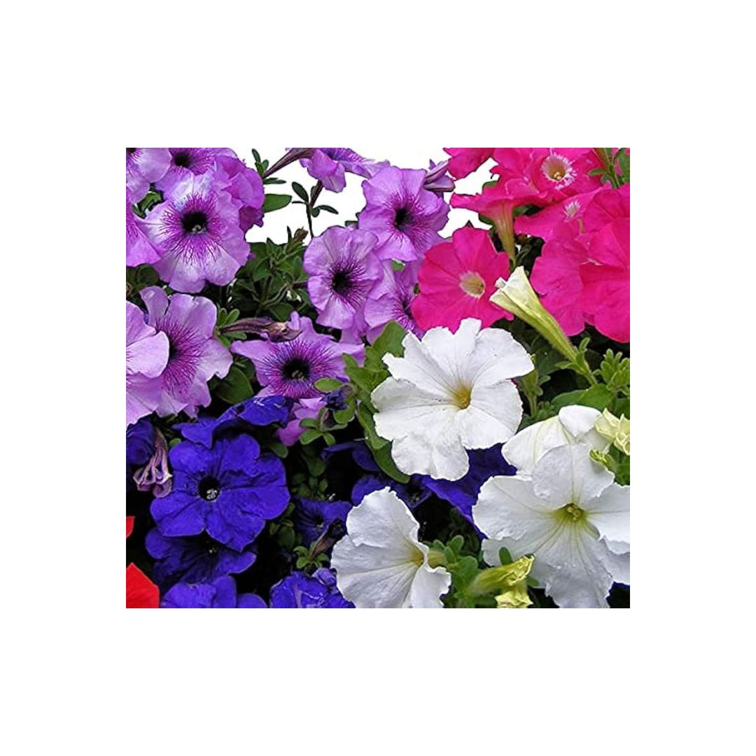 Rare Petunia Mixed Colors Organic Flower Flower Seeds for Home Garden Planting, Decorative Organic [neera-v5-82619a3680ba57efb8ca]