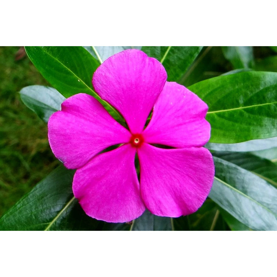 Catharanthus Flower Heirloom Non Gmo Planting Flower Seeds for Home Garden Planting, Landscape [neera-v5-8263f757e3035692bb30]