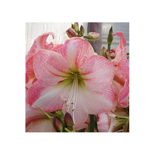 Heirloom Non-GMO White Pink Hippeastrum Rutilum Flower Seeds for Garden Planting [neera-v5-8264c0bfcdafe377e4e6]