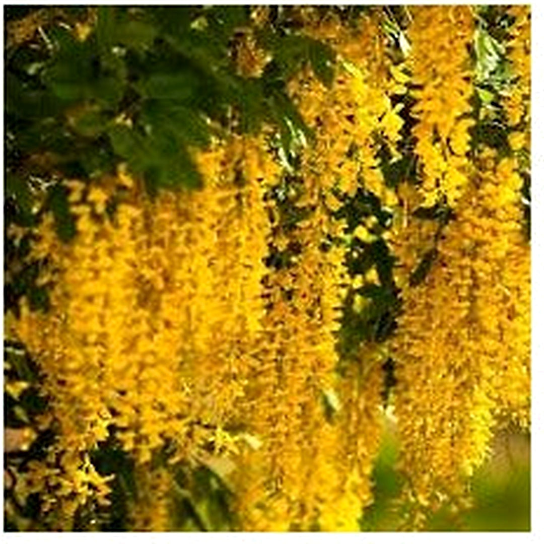 Golden Chain Tree (Laburnum anagyroides) Flowering Garden Seeds [neera-v5-826dac19f2d12c2adc32]