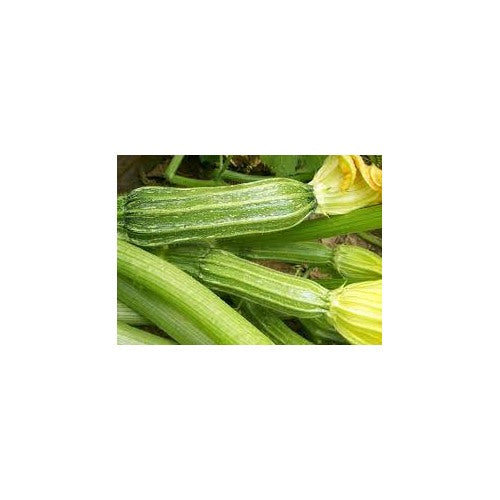 Costata Romanesco Zucchini Seeds for Planting [neera-v5-8270383083c3fa8bef5e]