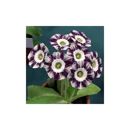 European Primula Acaulis Flower For Home Garden Flower Seeds for Home Garden Planting, Exotic [neera-v5-82799d2078d97caddf4d]