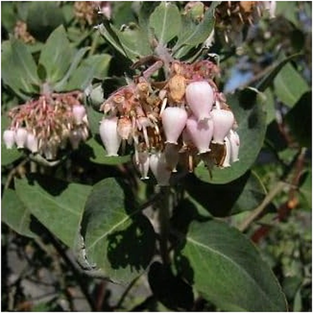 Whiteleaf Manzanita Plant Seeds for Garden Planting [neera-v5-828b20732fa5532d3523]
