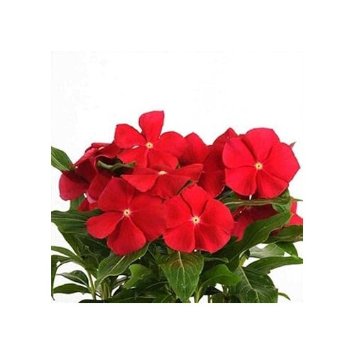 Vinca Orange Flower Seeds for Planting [neera-v5-828b4820963b2a3074df]