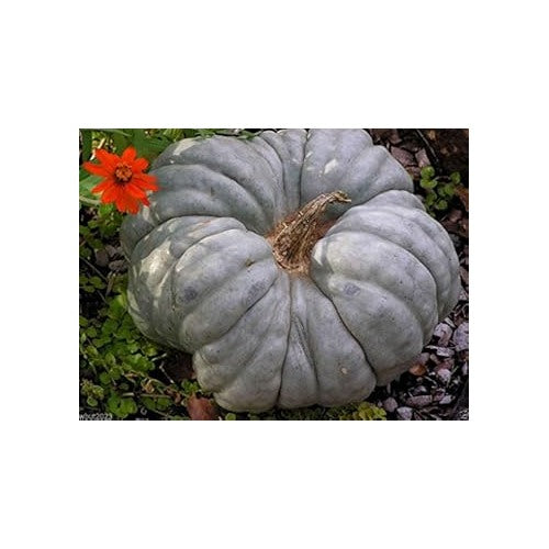 Gray Triamble Pumpkin Seeds for Planting [neera-v5-828ec28368a0bb7d2256]