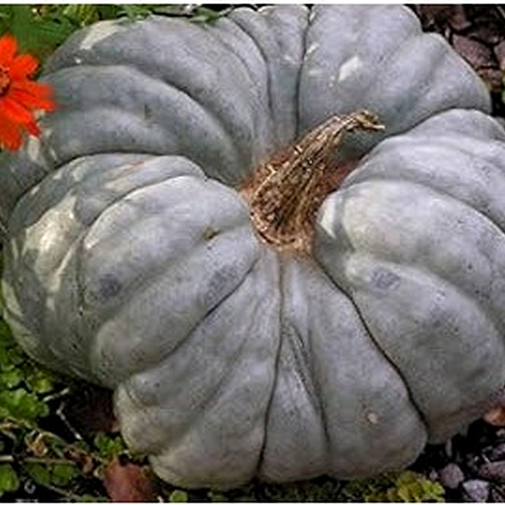Gray Triamble Pumpkin Seeds for Planting [neera-v5-828ec28368a0bb7d2256]