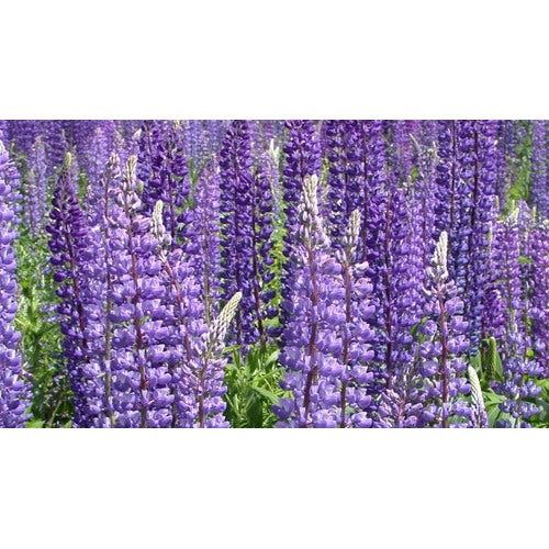 Wild Lupine / Sundial Lupine (Lupinus perennis) Flower Seeds for Planting [neera-v5-8295f202c8b510fec671]