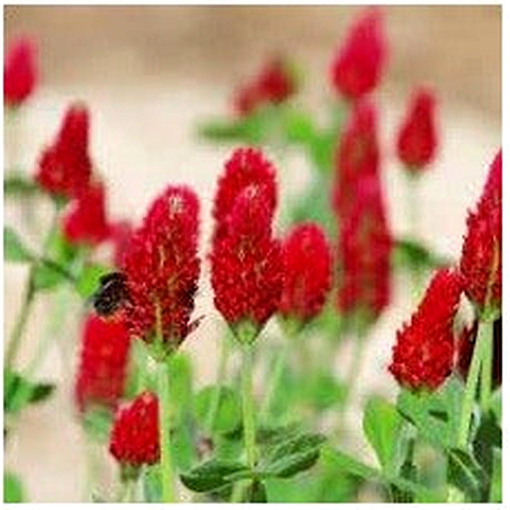 Heirloom Crimson Clover Plant Seeds for Garden Planting, Non-GMO, Vibrant Cover Crop Blooms [neera-v5-829e96172d2294b65fd8]