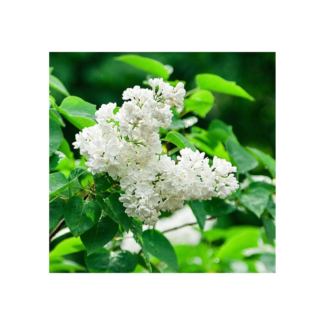 White Purple Japanese Carnation Fragrant Flower Flower Seeds for Home Garden Planting, Vibrant [neera-v5-829f021387184393d48b]