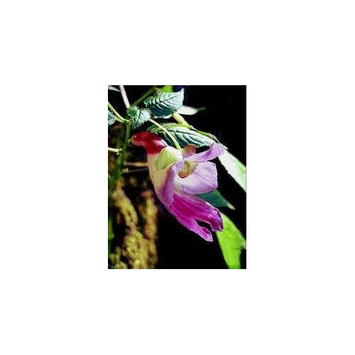 Heirloom Impatiens Psittacina Flower Seeds Non-GMO for Garden Planting Rare Parrot Blooms [neera-v5-82a592f55907e616fccf]