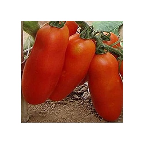 Light Red Tomato Seeds for Planting [neera-v5-82b05b9f73cf3fd534f8]