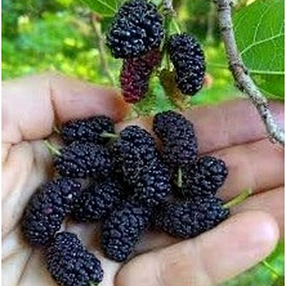 Mulberry Fruit Seed Pack for Planting | Heirloom Non-GMO Organic Garden Seeds for Juicy Sweet Mulberries [neera-v5-82b8fa9e9e66205835c1]