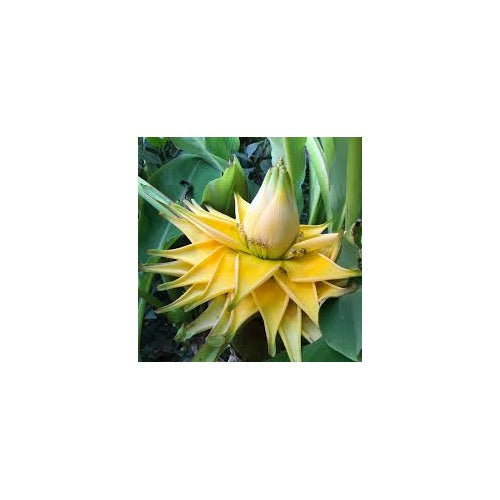 White Musella Lasiocarpa Plant Seeds for Planting [neera-v5-82c1e5ce263e62d97130]