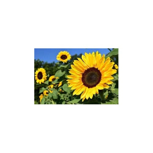 Dark Yellow Mini Sunflower Seeds [neera-v5-82cba65f74c15f49fb08]