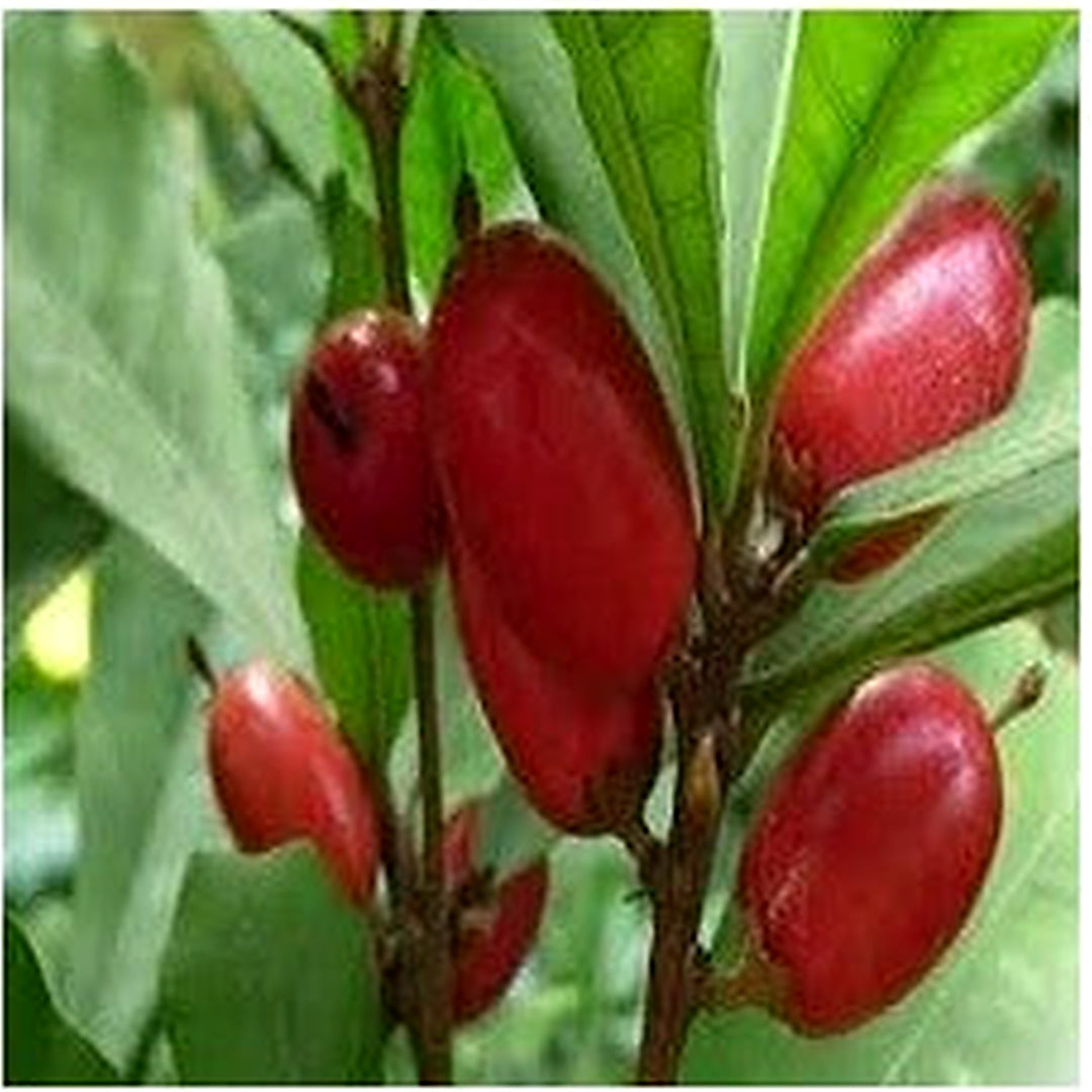 Dulcificum Fruit Seeds for Planting [neera-v5-82e28f2ac63d43396c2a]