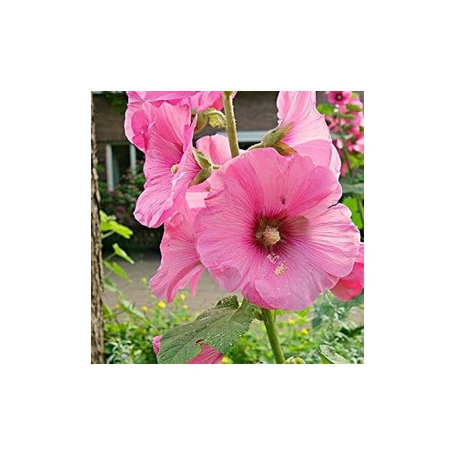 Baby Pink Hollyhock Flower Planting Seeds for Garden [neera-v5-82e320dbe2f1744b90f5]