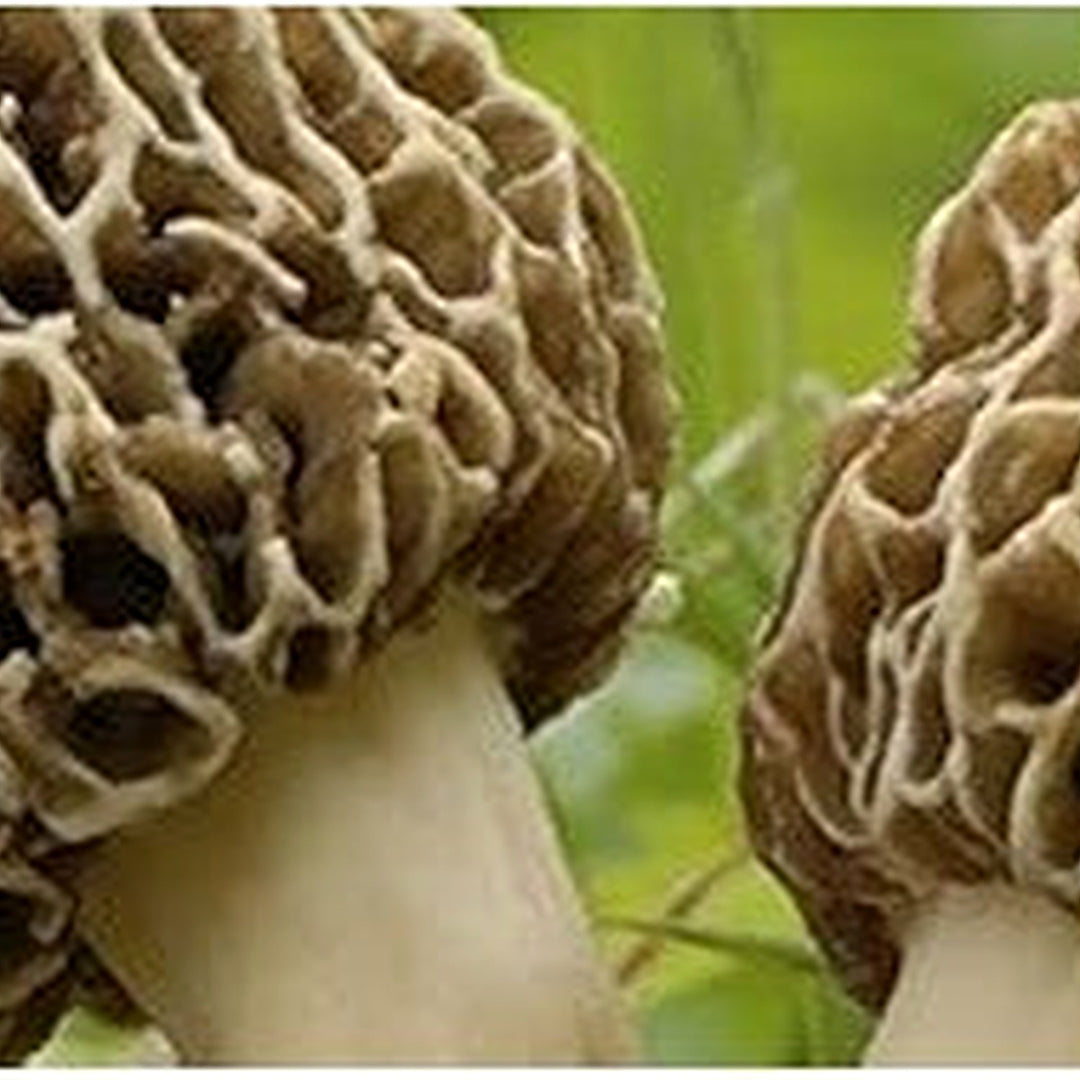 Morel Mushroom Seeds for Planting, Light Brown [neera-v5-82e50adeb3640faf32e6]
