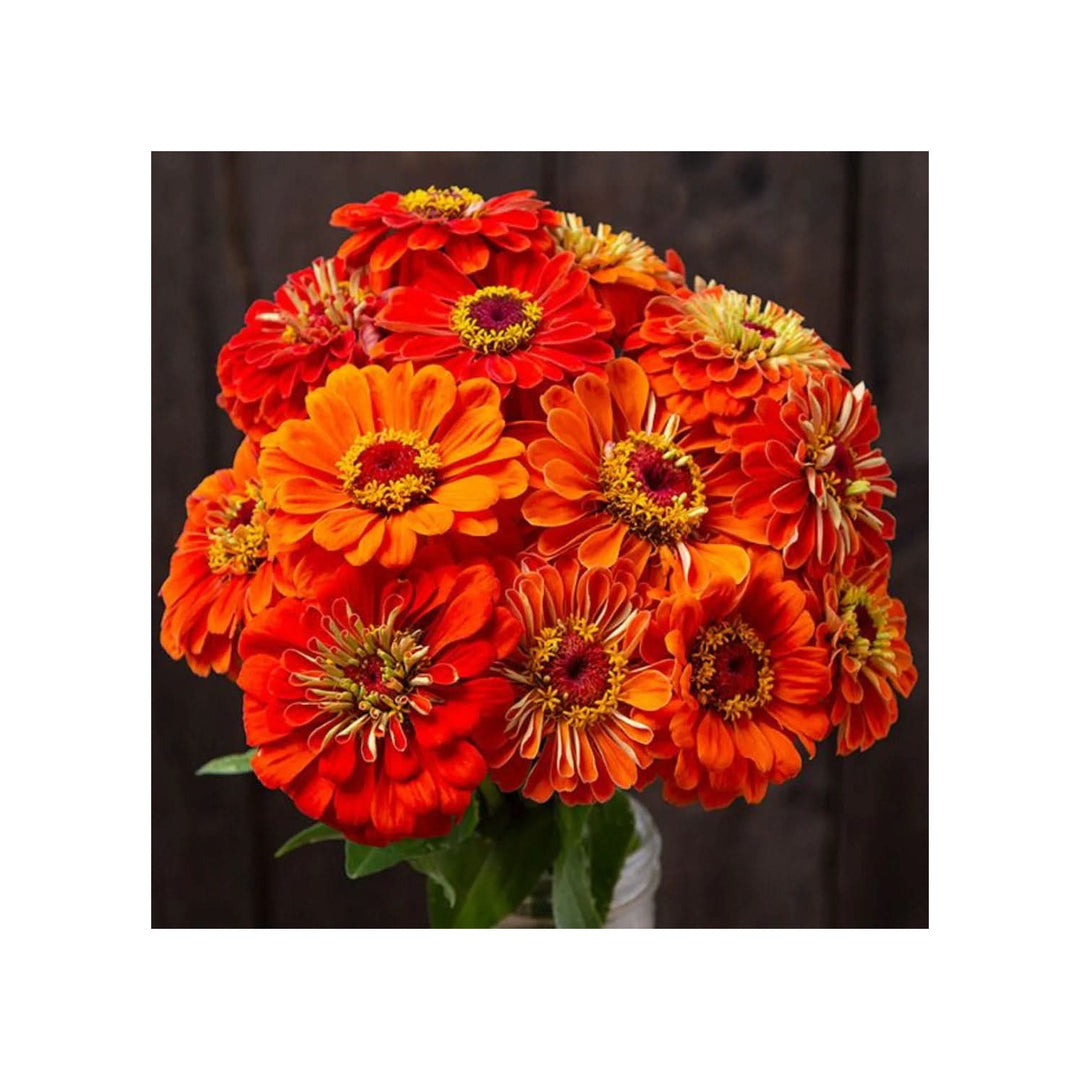 Orange Red Zinnia Flower For Planting Vibrant Garden Blooms Non Gmo Heirloom Flower Seeds for Home [neera-v5-82e6aa228fae0b2beccb]