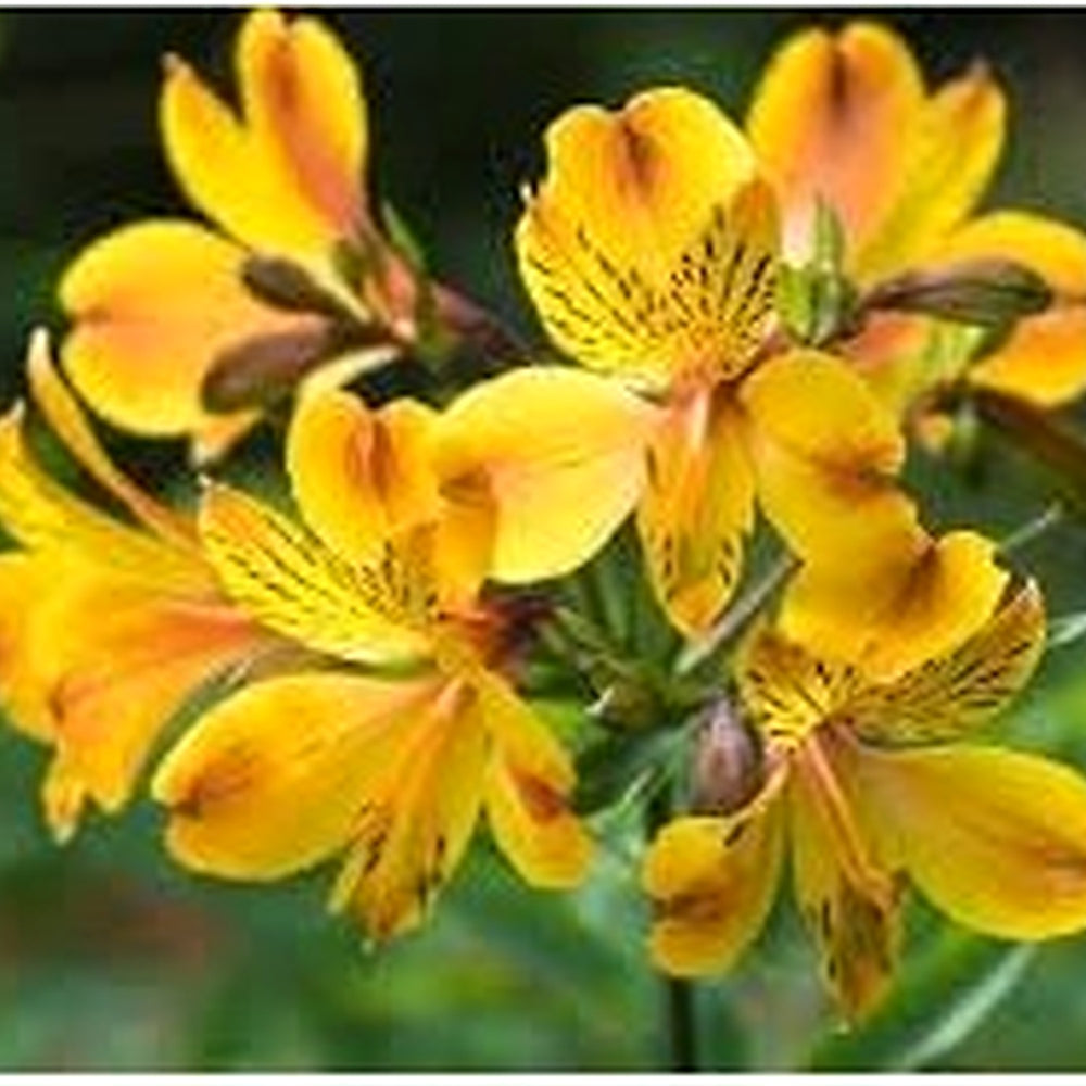 Heirloom Non-GMO Alstroemeria Flower Seeds for Planting Vibrant Peruvian Lily Blooms High Germination Organic Garden Seeds [neera-v5-82e91c90adea10f31e56]
