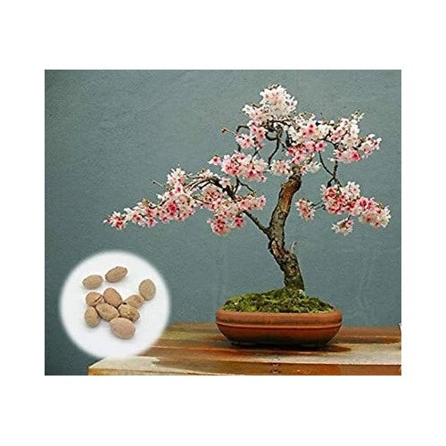 Japanese Flowering Cherry Blossom Bonsai Planting Fresh Exotic Rare Bonsai Heirloom Non Gmo [neera-v5-82ef25b3154fdfaa2260]