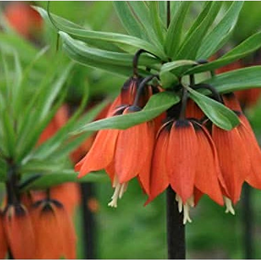 Heirloom Non Gmo Fritillaria Imperialis Flower For Planting Tall Exotic Spring Garden Blooms Flower [neera-v5-82f91abea78e5bd6dec5]