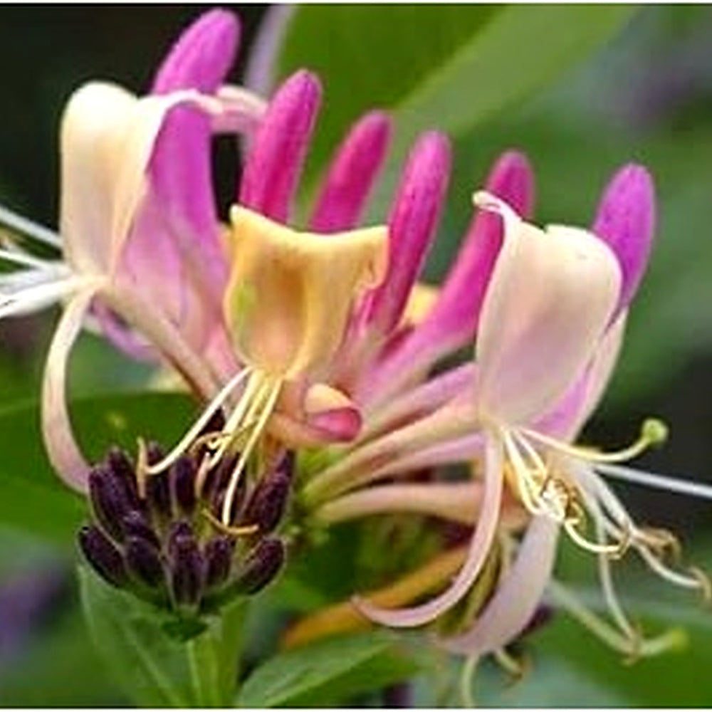 Heirloom Pink White Cape Honeysuckle Flower Seeds [neera-v5-8309b3843cc82b57b4c6]