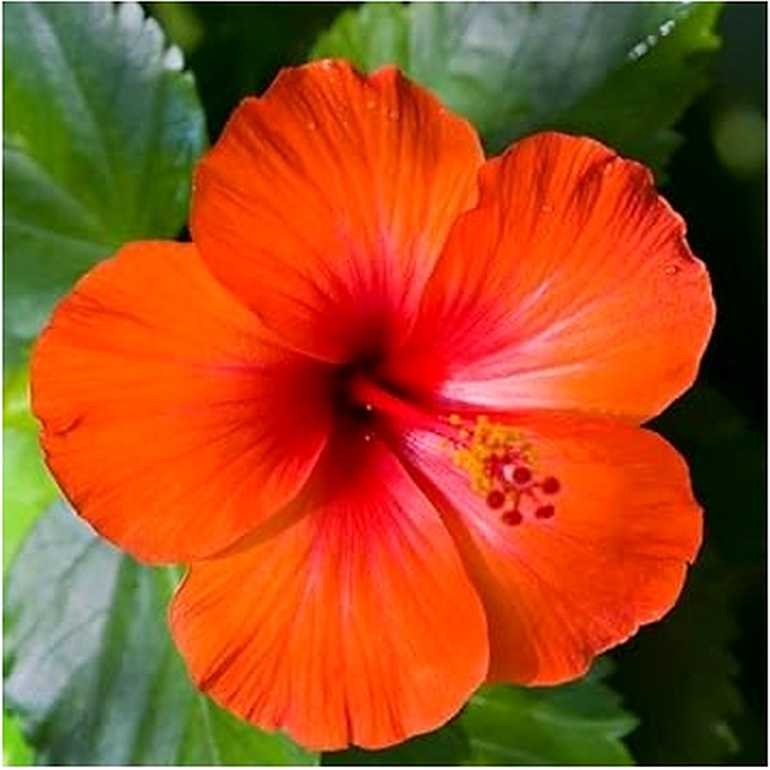 Heirloom Orange Hibiscus Flower Seeds [neera-v5-8313ebd715f728cc2551]