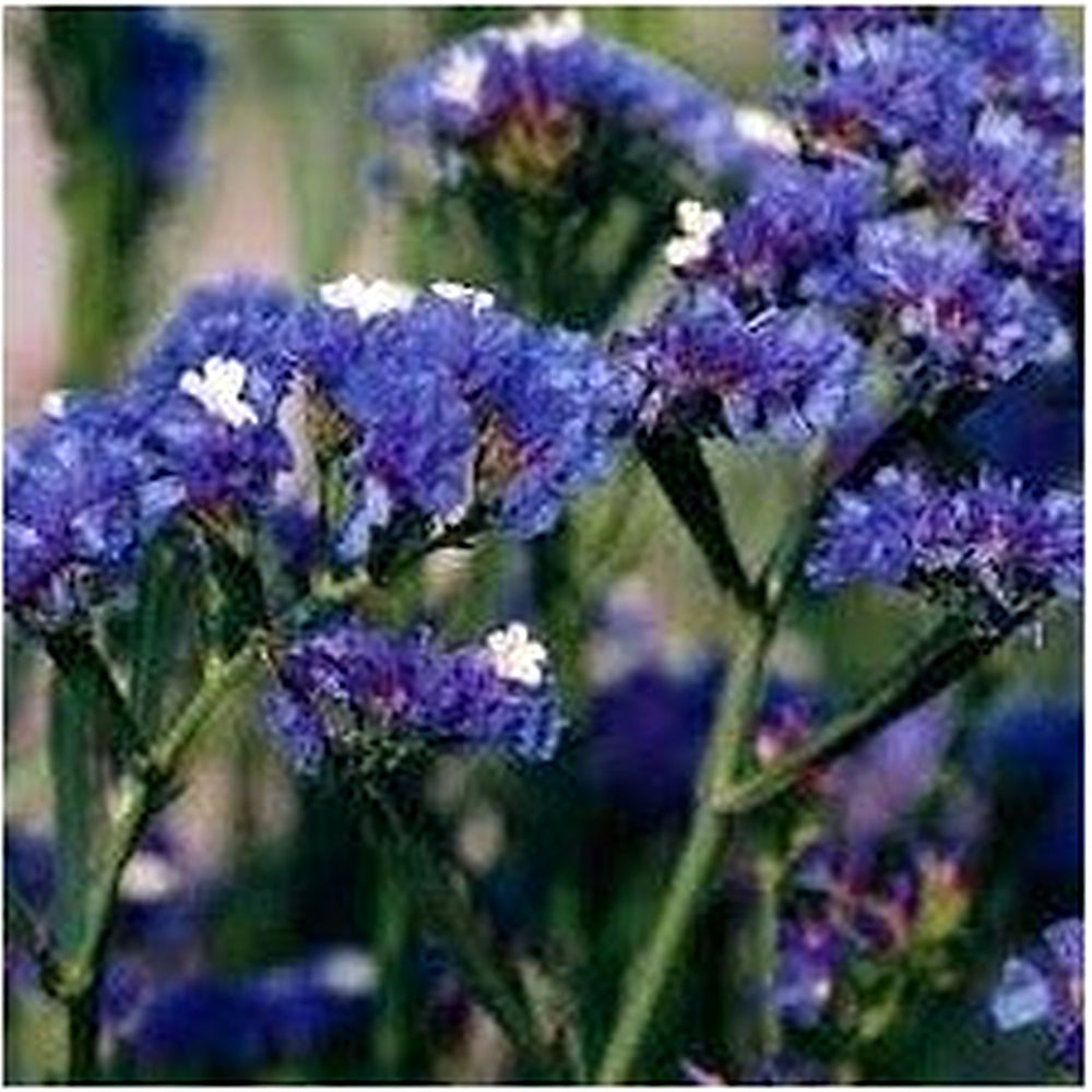 Statice Pale Blue Flower Seeds for Planting [neera-v5-8317ce138b1b7fb0556c]