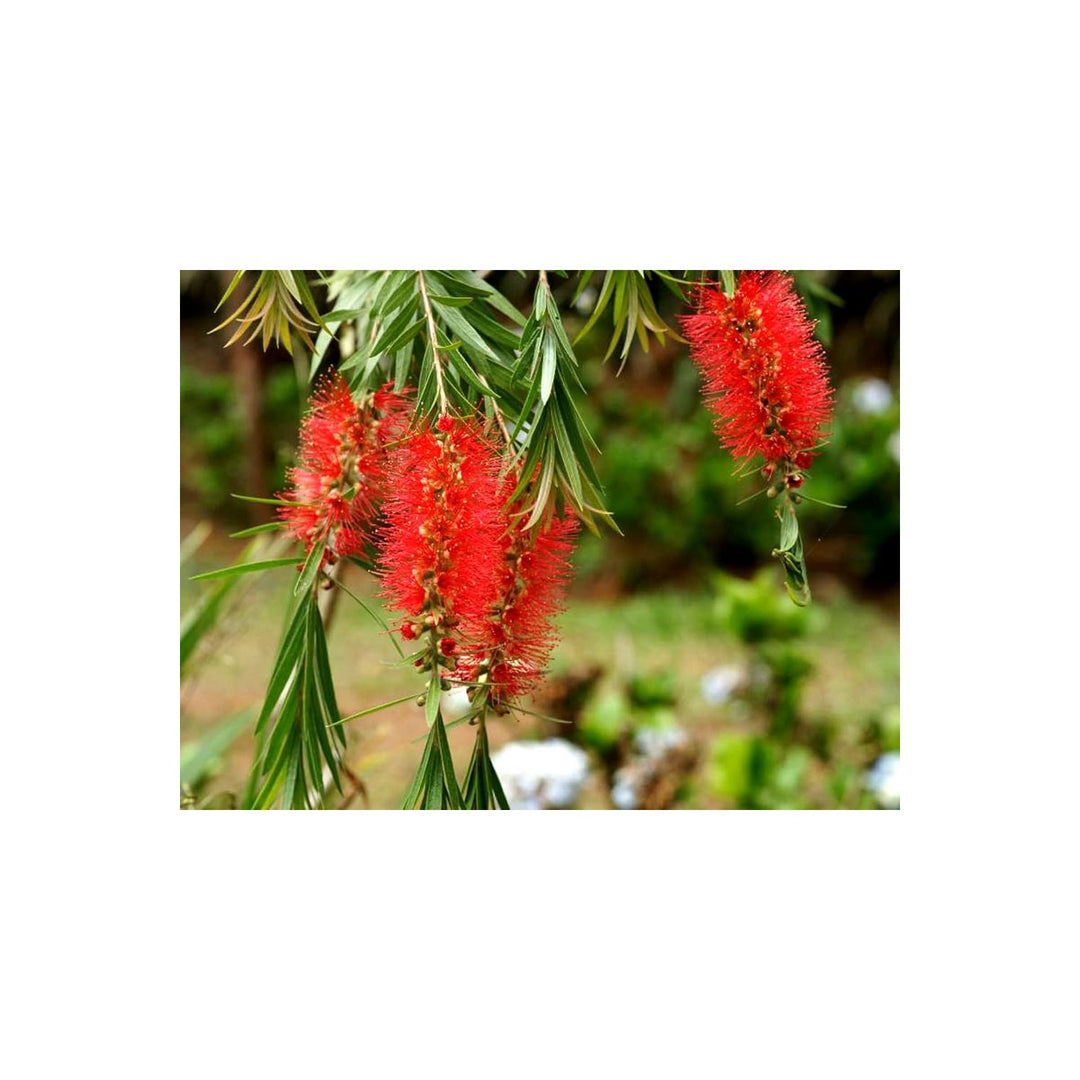 Red Callistemon Plant For Planting Flower Seeds for Home Garden Planting, Vibrant Organic Blooming [neera-v5-831af7e275e3077f8782]