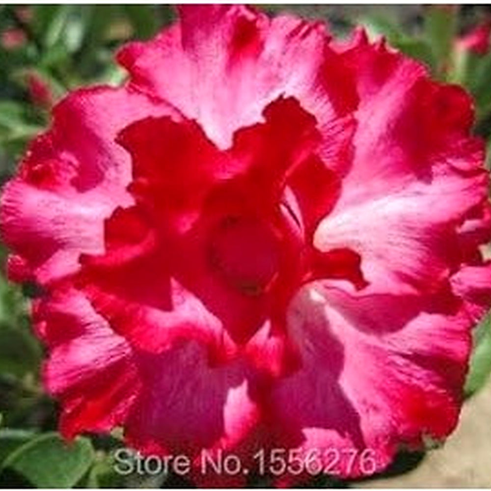 Heirloom Non-GMO Sky Blue Adenium Obesum Flower Seeds for Planting [neera-v5-831dd3f8662dbca7f075]