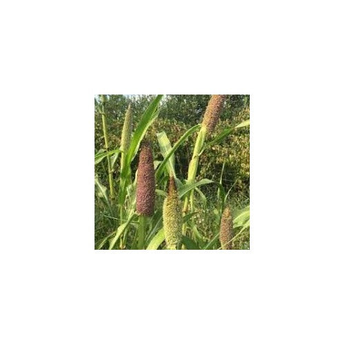 Pearl Millet Indian Blue Seeds for Planting [neera-v5-831ec839f336ac8f32f0]