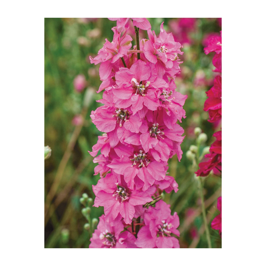 Pink Punch Delphinium Flower Flower Seeds for Home Garden Planting, Landscape Organic Blooming [neera-v5-83200d73db512c3eab28]