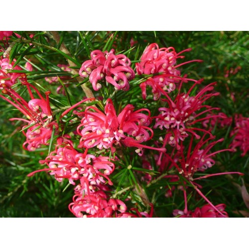 Heirloom Non-GMO Grevillea Flower Seeds for Planting [neera-v5-83244fb98cbc4be2da50]