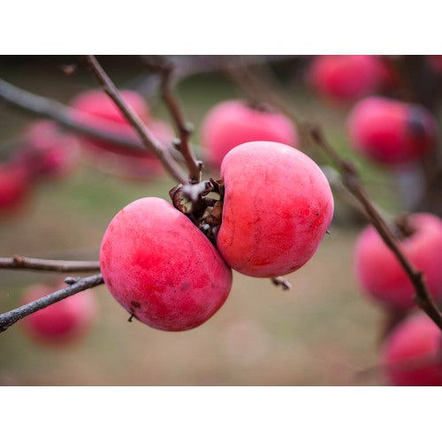 Pink Persimmon Fruit Seeds for Planting [neera-v5-832573551e1f1730b243]
