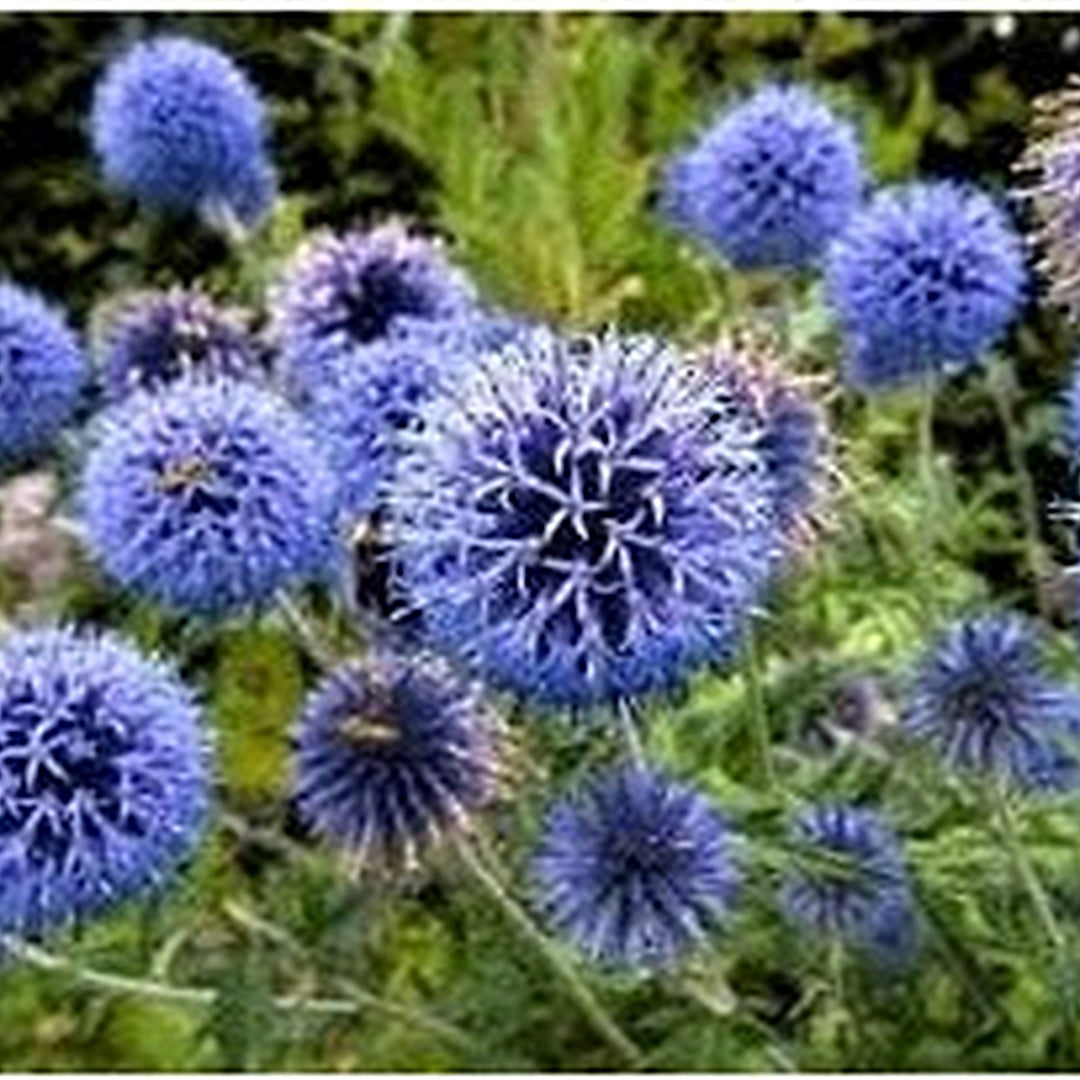 Echinops Ritro Flower Seeds for Planting | Heirloom, Non-GMO, High Germination Organic Garden Seeds for Drought-Tolerant Blooms [neera-v5-83277884ee06b495fb56]