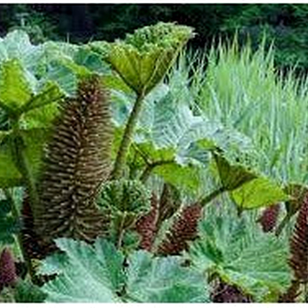 Giant Gunnera Manicata Plant Seeds for Planting [neera-v5-832bd84c938710e4d6fc]