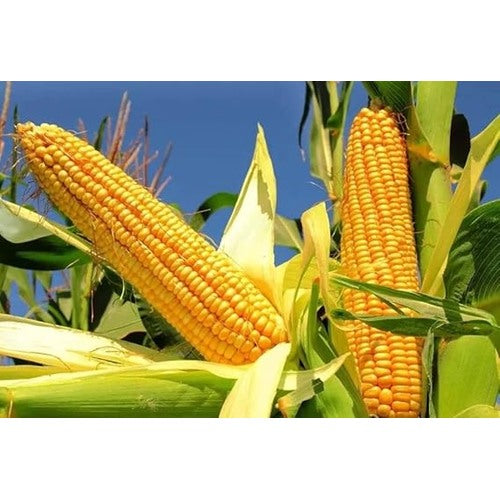 Sweet Corn Golden Bantam Seeds [neera-v5-833127b333e20f3dce79]