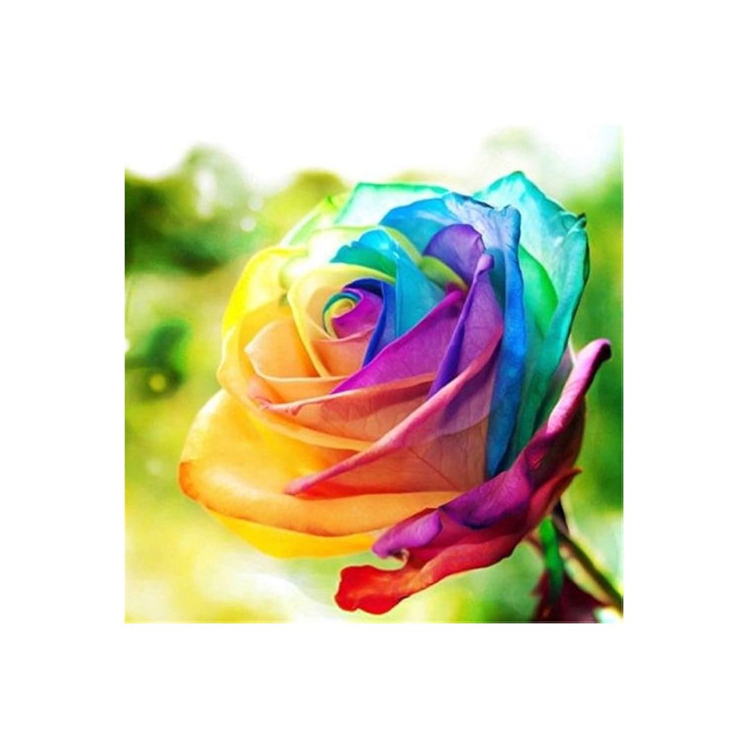 Holl Rose Rosa Hybrida Flower For Backyard Gardening Flower Seeds for Home Garden Planting, [neera-v5-8334ff1e3c6696694ca7]