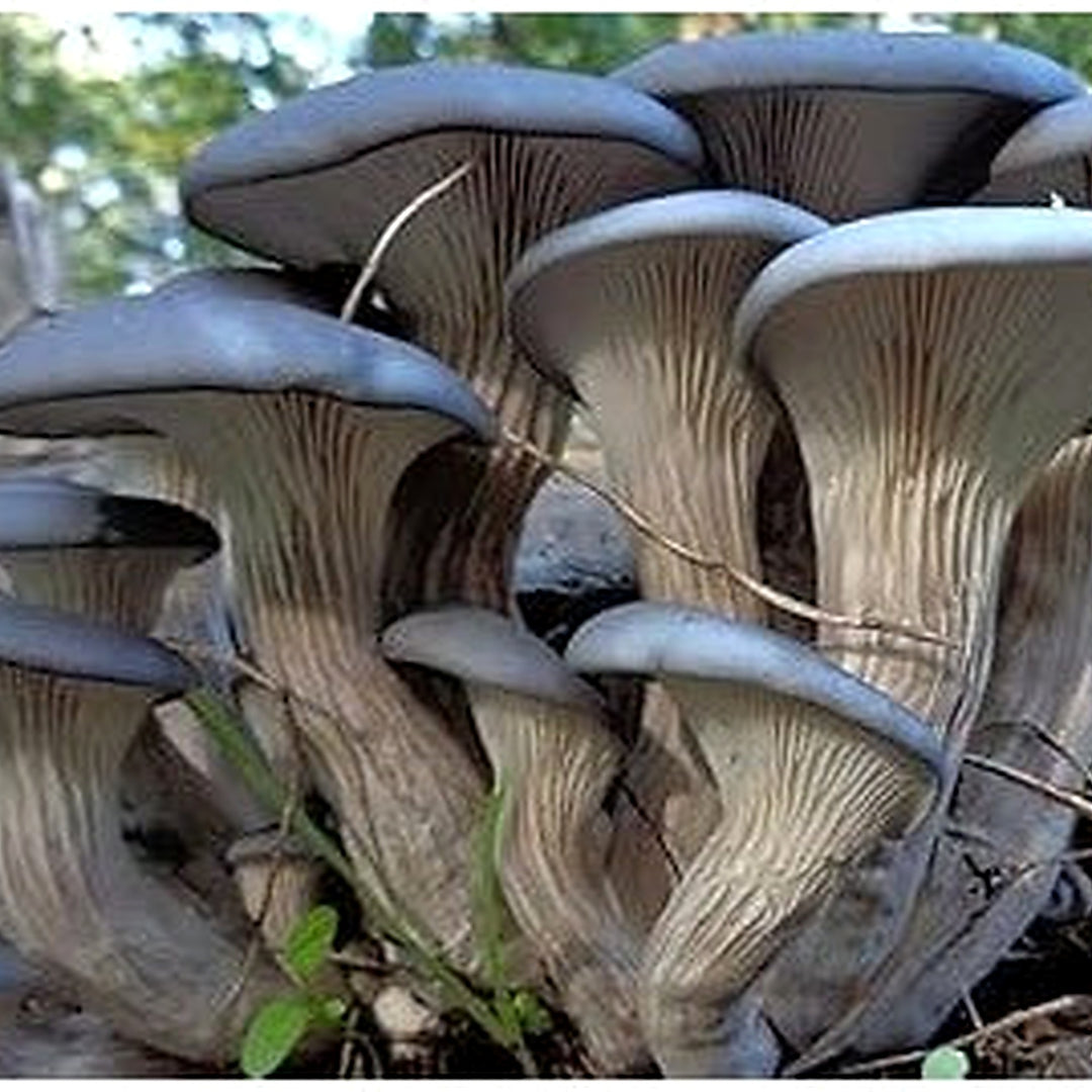 Oyster Mushroom Heirloom & Non-GMO Seeds for planting [neera-v5-833947594dd27ef700e3]