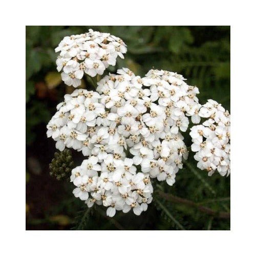 White Yarrow Planting Non Gmo Store Heirloom Flower Seeds Home Garden Planting, Decorative [neera-v5-833f698b2571f641888e]