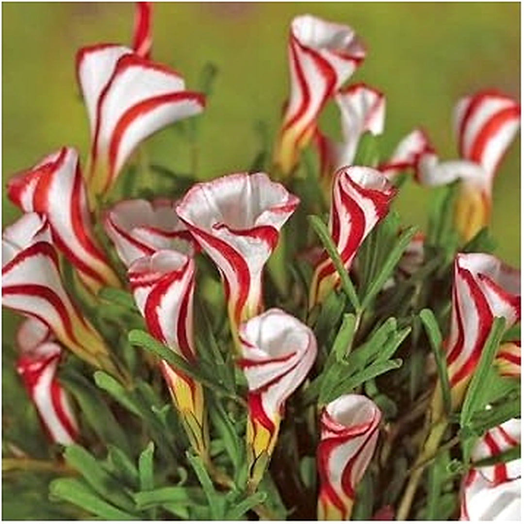 Oxalis Versicolor Seeds for Planting [neera-v5-83471335b9cd0677eec6]