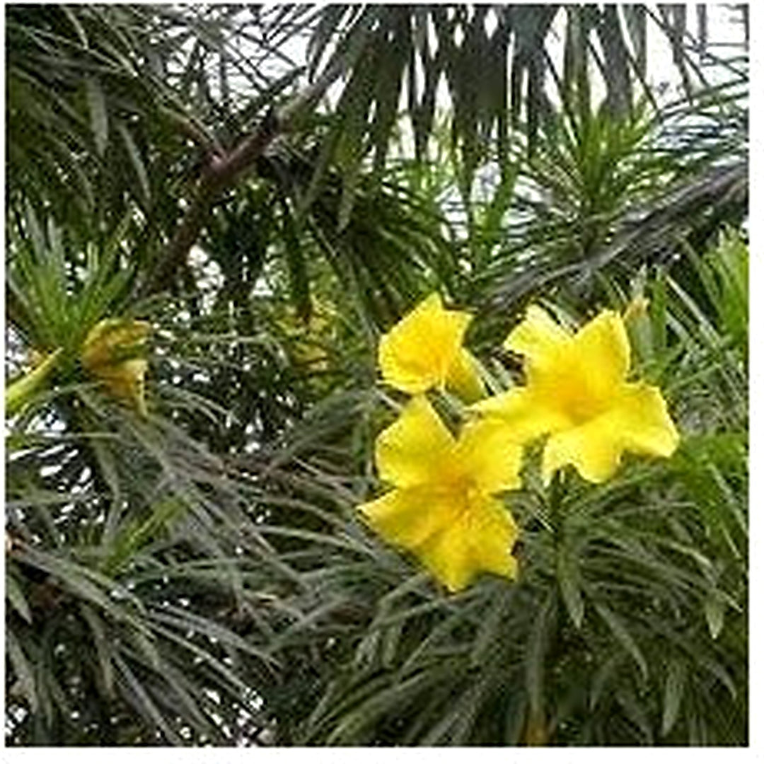 Heirloom Thevetia Neriifolia Flower Seeds for Planting [neera-v5-834b5b164b6447cbede9]