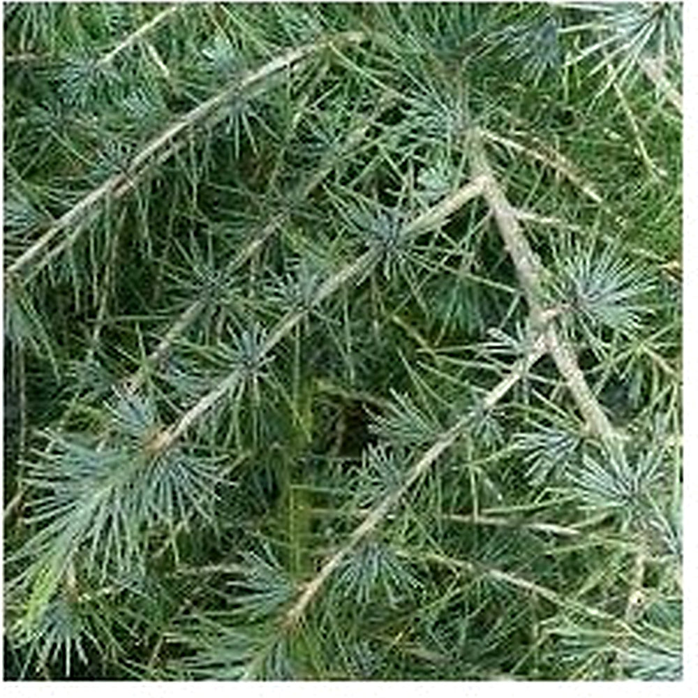 Grow majestic Himalayan Cedars with Cedrus Deodara tree seeds [neera-v5-834eb5ab0063c05db617]