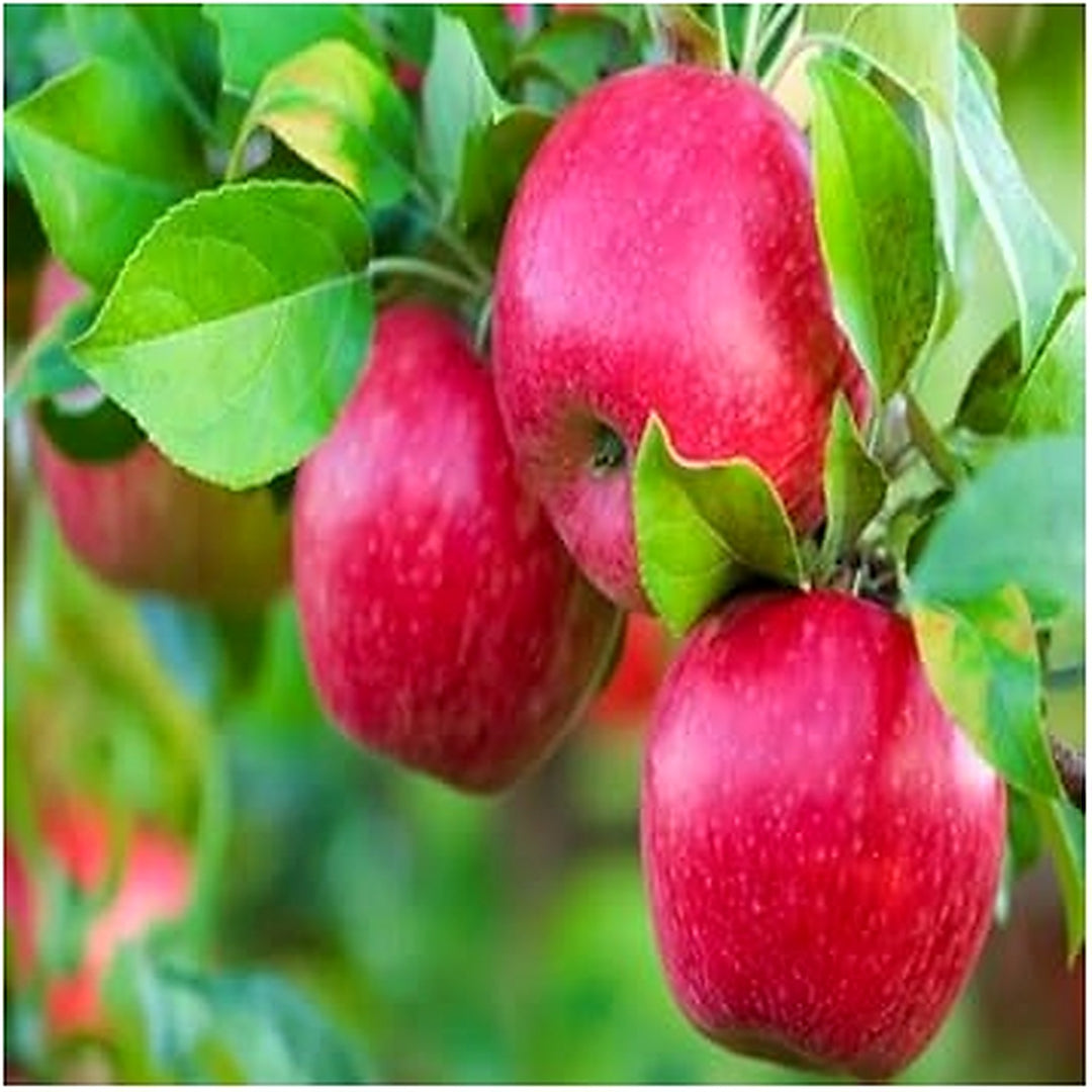 Red Spondias Purpurea Fruit Seeds [neera-v5-8354dee099a1ca19da23]