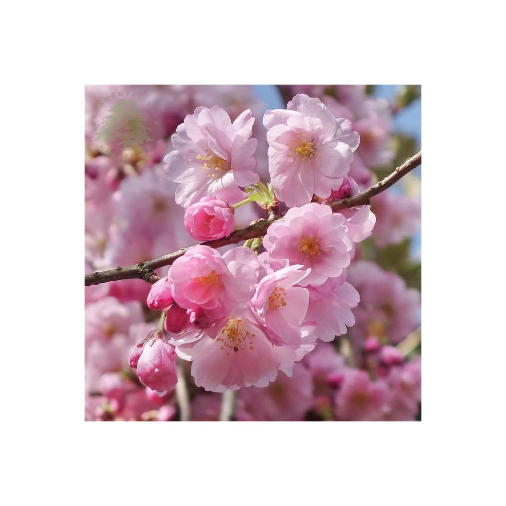 Dwarf Cherry Blossom Prunus Serrulata Flowering Tree For Planting In Indoor Pots Patios Flower [neera-v5-8359577c47424d9aca0f]